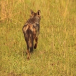Murchison Falls National Park: Gestreepte Jakhals (Canis Adustus)