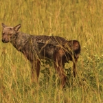 Murchison Falls National Park: Gestreepte Jakhals (Canis Adustus)