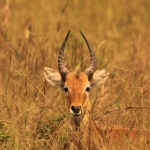 Murchison Falls National Park: Bohorrietbok (Redunca Redunca)