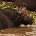 Queen Elizabeth National Park: Kafferbuffel (Syncerus Caffer)