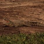 Queen Elizabeth National Park: Nijlkrokodil (Crocodylus Niloticus)
