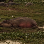 Queen Elizabeth National Park: Nijlpaard (Hippopotamus Amphibius)
