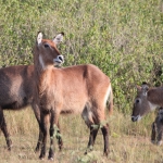 Queen Elizabeth National Park: Dafassa Waterbok (Kobus Ellipsiprymnus Deafassa)