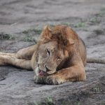 Queen Elizabeth National Park: Leeuw (Panthera Leo Leo)