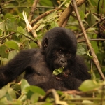 Bwindi National Park: Berggorilla (Gorilla Beringei Beringei)