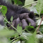 Bwindi National Park: Berggorilla (Gorilla Beringei Beringei)