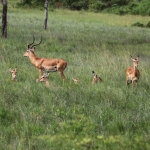 Lake Mburo National Park: Impala (Aepyceros Melampus)