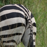 Lake Mburo National Park: Zebra (Equus Quagga)