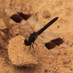 Grondlibelle (Brachythemis Leucosticta) Male