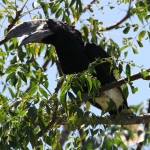 Zilveroorneushoornvogel (Bycanistes Brevis)