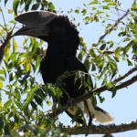 Zilveroorneushoornvogel (Bycanistes Brevis)
