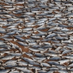 Negombo: Het drogen van de vis