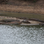 Yala N.P. : Moeraskrokodil (Crocodylus Palustris)