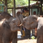 Elephant Transit Home : Aziatische Olifant (Elephus Maximus)