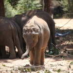 Elephant Transit Home : Aziatische Olifant (Elephus Maximus)