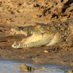 Uduwaluwe N.P. : Moeraskrokodil (Crocodylus Palustris)