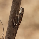 Uduwaluwe N.P. : Bruingevlekte Kangeroe Hagedis (Otocryptis Wiegmanni)