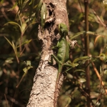Horton Plains N.P. : Zwartwanghagedis (Calotus Nigrilabris)
