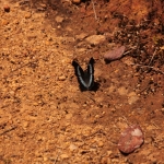 Horton Plains N.P. : Vlinder
