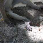 Dambulla: Ceylonkroonaap (Macaca Sinica)