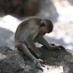 Dambulla: Ceylonkroonaap (Macaca Sinica)