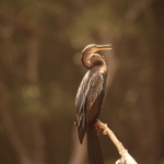 Wilpattu N.P. : Indische Slangenhalsvogel (Anhinga Melanogaster)