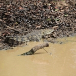 Wilputta N.P. : Moeraskrokodil (Crocodylus Palustris)