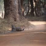 Wilpattu N.P. : Sri Lankaanse Panter (Panthera Pardus Kotiya)