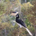 Wilputta N.P. : Malabarneushoornvogel (Anthoracocerus Coronatus)