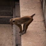 Anuradhupura: Ceylonkroonaap (Macaca Sinica)