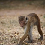 Anuradhupura: Ceylonkroonaap (Macaca Sinica)