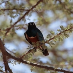 Samburu N.P. Driekleurige Glansspreeuw (Lamprotornis Superbus) (0027)