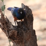 Samburu N.P. Driekleurige Glansspreeuw (Lamprotornis Superbus) (0362)