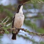 Samburu N.P. Mahaliwever (Plocepasser Mahali) (0376)