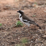 Samburu N.P. Mahaliwever (Plocepasser Mahali) (0402)