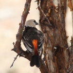 Samburu N.P. Witkop Buffelwever (Dinemallia Dinemelli) (0397)