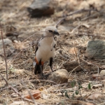 Samburu N.P. Witkop Buffelwever (Dinemallia Dinemelli) (0399)