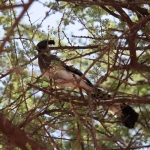 Samburu N.P. Witbuiktoerako (Crimiferoides Leucopasser) (0034)