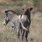 Samburu N.P. Grévy Zebra (Equus Grevyi) (0360)