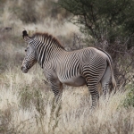 Samburu N.P. Grévy Zebra (Equus Grevyi) (0412)