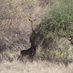 Samburu N.P. Generoek (Litocranius Walleri) (0040)