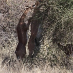 Samburu N.P. Generoek (Litocranius Walleri) (0042)