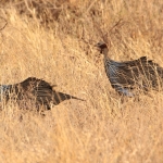 Samburu N.P. Gierparelhoen (Acryllium Vulturanium) (0050)