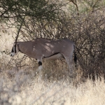 Samburu N.P. Oost Afrikaanse Spiesbok (Oryx Gazella Beisa) (0061)