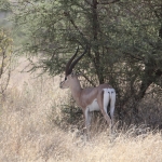 Samburu N.P. Grantgazelle (Nanger Granti) (0063)