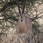 Samburu N.P. Grantgazelle (Nanger Granti) (0076)