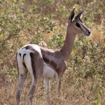 Samburu N.P. Grantgazelle (Nanger Granti) (0105)