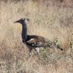 Samburu N.P. Kori Trap (Ardeotis Kori) (0088)