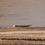 Samburu N.P. Nijlkrokodil (Crocodylus Niloticus) (0116)