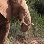 Samburu N.P. Afrikaanse Olifant (Loxodonta Africana) (0119)